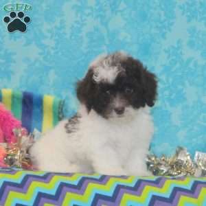 Rosie, Toy Poodle Puppy